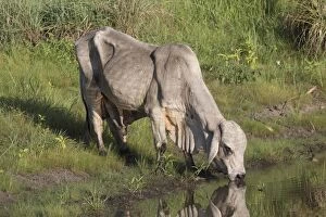 Bulls Gallery: Brahman Bull - A feral animal drinking at a waterhole