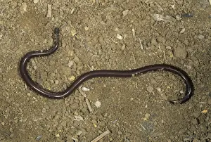 Blind Prints: Brahminy Blind Snake
