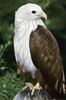 Brahminy Kite - Close up of an adult