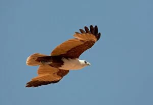 Brahminy Kite - flying