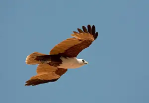 Kite Prints: Brahminy Kite - Flying along Roebuck Bay near Broome