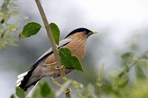 Brahminy Starling - Perched on branch