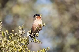 Brahminy Starling - singing on top of bush