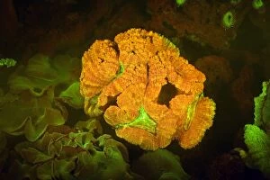 Bioluminescence Gallery: Brain Coral showing fluorescent colors when photographed