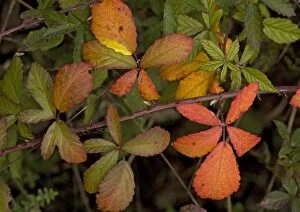 Bramble branch, with strong autumn colour