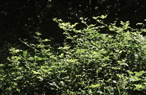Images Dated 6th March 2006: Bramble - growing toward the sun
