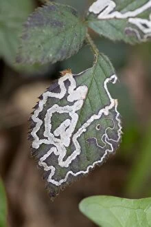 Images Dated 25th March 2012: Bramble Leaf Miner - UK