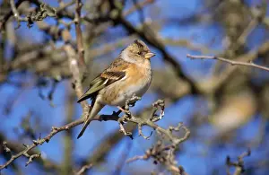 Bramblings Prints: Brambling