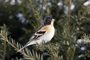 Bramblings Prints: Brambling. Alsace - France