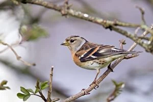 Images Dated 27th March 2013: Brambling - female