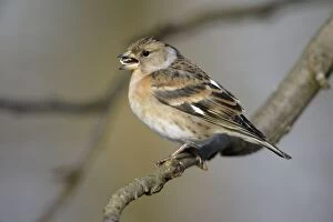 Images Dated 2nd March 2005: Brambling - Female feeding on bird-seed in garden, winter. Lower Saxony, Germany