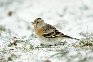 Brambling Gallery: Brambling - female feeding on ground in winter snow