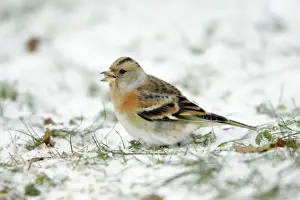 Bramblings Prints: Brambling - female feeding on ground in winter snow - Hessen - Germany