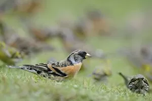 Images Dated 14th February 2008: Brambling - on ground