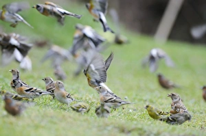 Images Dated 14th February 2008: Brambling - on ground and in flight