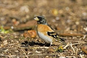 Images Dated 6th March 2006: Brambling - Male feeding on ground