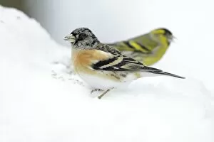 Brambling Gallery: Brambling - male feeding on ground in winter snow
