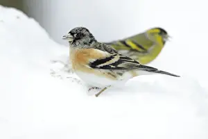Bramblings Prints: Brambling - male feeding on ground in winter snow - Hessen - Germany
