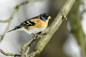 Brambling - Male in Garden in winter, searching for food. Lower Saxony, germany