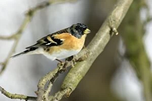 Images Dated 27th February 2005: Brambling - Male in Garden in winter, searching for food. Lower Saxony, germany