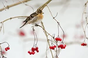 Images Dated 3rd January 2009: Brambling - male in winter plumage - on branch with berries and snow in background - Lower Saxony
