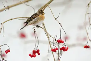Bramblings Prints: Brambling - male in winter plumage - on branch with berries and snow in background - Lower Saxony