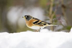 Images Dated 22nd November 2008: Brambling - male in winter plumage - in snow - Lower Saxony, Germany