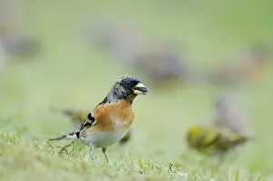 Brambling - with seed in mouth