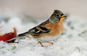 Finch Collection: Brambling in snow