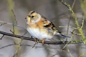 Bramblings Prints: Brambling - in winter plumage - Hessen - Germany