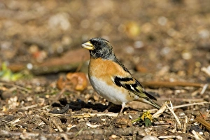 Images Dated 6th March 2006: Branbling - Male feeding on ground - Norfolk UK