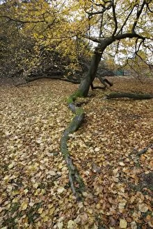 Images Dated 16th November 2006: Branch of Beech tree in Autumn Areley Arboretun Worcestershire UK