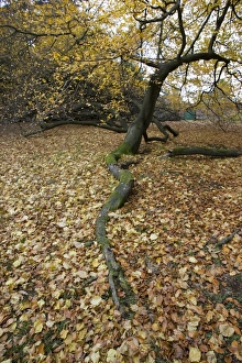 Images Dated 16th November 2006: Branch of Beech tree in Autumn Areley Arboretun Worcestershire UK