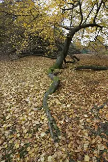 Worcestershire Prints: Branch of Beech tree in Autumn Areley Arboretun Worcestershire UK