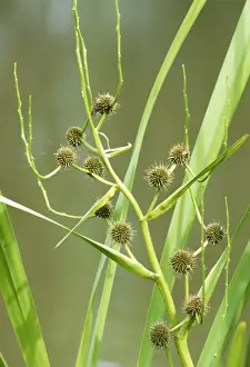 Reeds Prints: Branched Bur-reed Plant