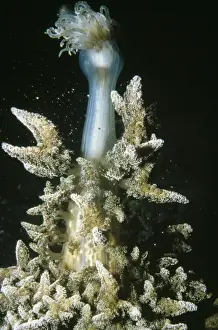Anemones Prints: Branching Anemone - releasing eggs