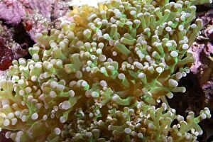 Branching Frogspawn Coral photographed in aquarium