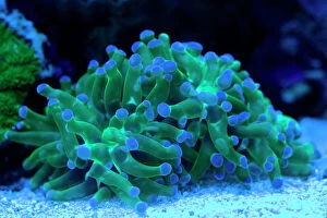 Life Gallery: Branching Frogspawn Coral showing fluorescent colors