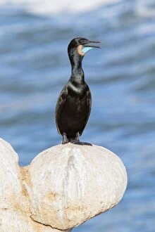 Images Dated 4th February 2014: Brandt's Cormorant