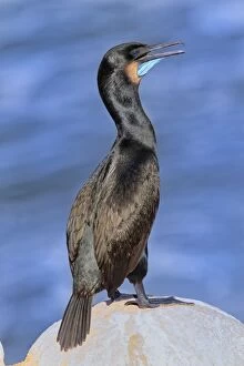 Images Dated 4th February 2014: Brandt's Cormorant