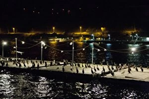 Brandts Cormorant - on bait dock at night
