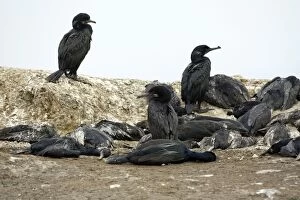 Brandts Cormorant - Carcasses during mass die