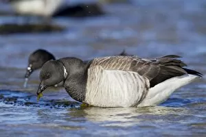 Brant Gallery: Brant / Brent Goose - feeding in water in winter