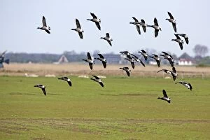 Brant Gallery: Brant / Brent Goose - skien in flight about to land