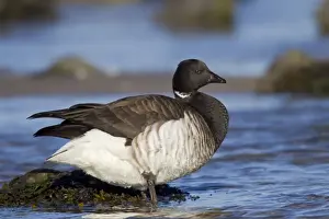 Branta Prints: Brant / Brent Goose - winter. January at Barnegat Light, New Jersey, USA