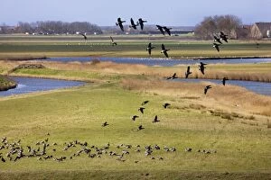 Images Dated 24th March 2009: Brant Goose flying in group - Texel - island - Netherlands