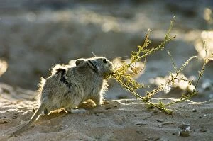 Brantss Whistling Rat - Carrying green plant material to burrow