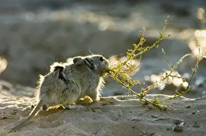 Brants's Whistling Rat - Carrying green plant material to burrow. Feed on leaves of succulents and other green plant food, also seeds and flowers. Diurnal species, commonly living in colonies. Inhabits arid, sandy environments