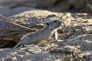 Brantss Whistling Rat - Carrying sticks to burrow