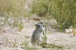 Brants's Whistling Rat - Collecting green plant material (Chrysocoma obtusata; Asteraceae). Feed on leaves of succulents and other green plant food, also seeds and flowers. Diurnal species, commonly living in colonies